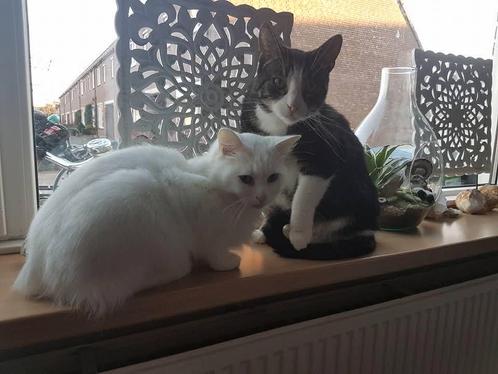 2 ras katten / op zoek naar een nieuw en rustig thuis, Dieren en Toebehoren, Katten en Kittens | Raskatten | Korthaar, Poes