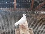 2 jonge witte sierduifjes te koop, Dieren en Toebehoren, Vogels | Duiven, Geslacht onbekend, Overige soorten
