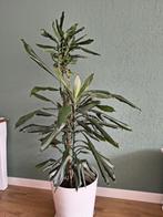 Kamerplant (zonder pot), Ophalen, Overige soorten, Minder dan 100 cm