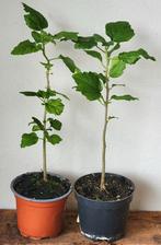 Hibiscus struikjes, paars bloeiend., Tuin en Terras, Ophalen of Verzenden, Zomer, Overige soorten, Halfschaduw