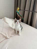 Kitten, Kater, Kortharig, 0 tot 2 jaar