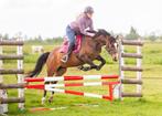 Allround Welsh merrie voor sport en fokkerij, Dieren en Toebehoren, Merrie, Met stamboom, L, 7 tot 10 jaar