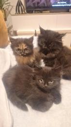 Ragdoll x Maine Coon meisjes, Poes, Gechipt, 0 tot 2 jaar