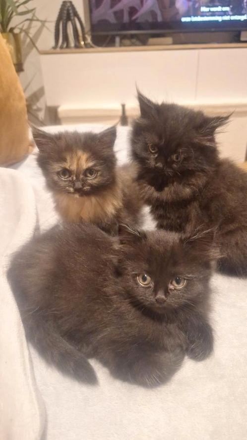Ragdoll x Maine Coon meisjes, Dieren en Toebehoren, Katten en Kittens | Raskatten | Langhaar, Poes, 0 tot 2 jaar, Gechipt, Ontwormd