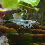Caridina japonica, Dieren en Toebehoren, Vissen | Aquariumvissen