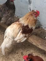 Gratis haan, Mannelijk, Kip