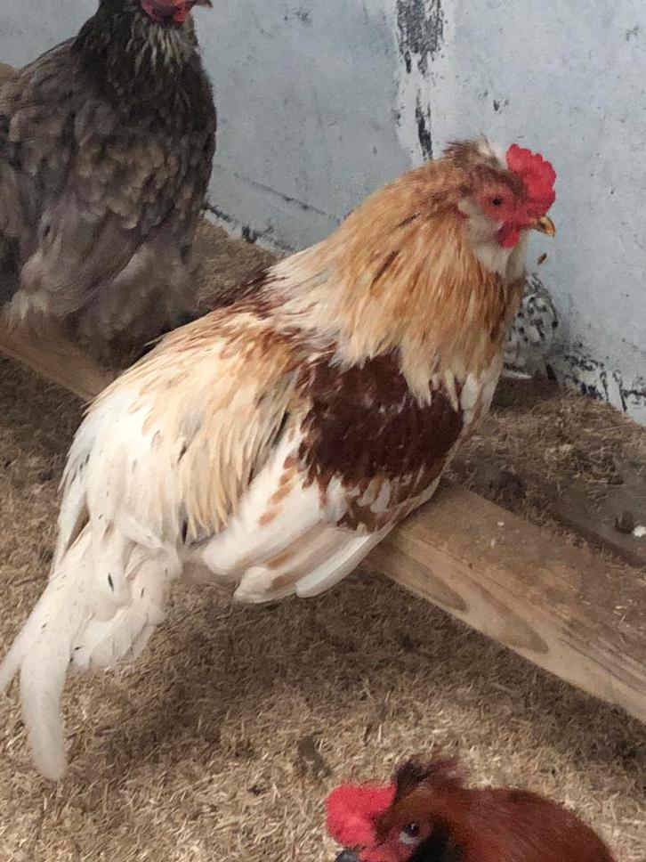 Gratis haan, Dieren en Toebehoren, Pluimvee, Kip, Mannelijk