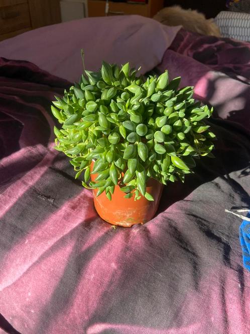 Erwten plant / string of pearls hangplant stekjes, Huis en Inrichting, Kamerplanten, Overige soorten, Minder dan 100 cm, Ophalen of Verzenden