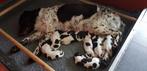 Heidewachtel pups 12 mrt. geboren, ouders bejaagd/stamboom, Dieren en Toebehoren, Honden | Setters en Staande honden, CDV (hondenziekte)