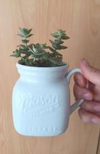 Crassula Marnieriana Variegata, Ophalen of Verzenden, Overige soorten, Minder dan 100 cm