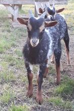 Dwergbokjes, Dieren en Toebehoren, Schapen, Geiten en Varkens, Geit