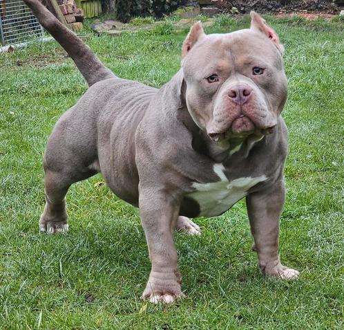 American pocket bully dekreu, Dieren en Toebehoren, Honden | Bulldogs, Pinschers en Molossers, Reu, Particulier, Eén hond, Buitenland