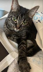 lief huisje gezocht voor mijn poes, Dieren en Toebehoren, Katten en Kittens | Overige Katten, Poes