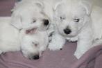 Laatste West highland white terriër pupje, Dieren en Toebehoren, België, Particulier, Rabiës (hondsdolheid), 8 tot 15 weken