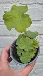 Tuinplant | bodembedekker Vrouwenmantel, Tuin en Terras, Planten | Tuinplanten, Ophalen, Vaste plant, Overige soorten, Halfschaduw