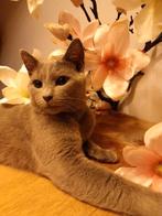 Blauwe rus met stamboom, Dieren en Toebehoren, Kater, Met stamboom, 3 tot 5 jaar