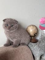 Lieve kittens zoeken een warm thuis, Dieren en Toebehoren, Katten en Kittens | Raskatten | Korthaar, Meerdere dieren, Ontwormd