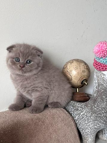  Lieve kittens zoeken een warm thuis  beschikbaar voor biedingen