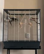 Parkietjes, Dieren en Toebehoren, Vogels | Parkieten en Papegaaien, Meerdere dieren, Parkiet, Geringd