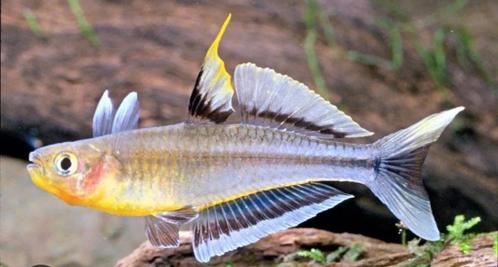 Pseudomugil connieae uit hobby kweek en zeldzaam, Dieren en Toebehoren, Vissen | Aquariumvissen, Vis