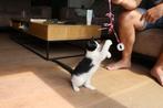 Lieve kittens te koop, Dieren en Toebehoren, Katten en Kittens | Overige Katten, Meerdere dieren