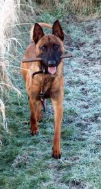 mechelse herder dekreu knpv bloedlijn, Dieren en Toebehoren, Honden | Dekreuen, België, Particulier, Reu, 1 tot 2 jaar