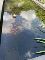 Goudwindes, Dieren en Toebehoren, Baars of Goudwinde