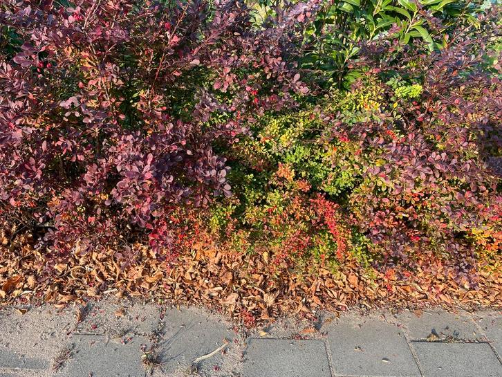 Japanse zuurbes - struik - 50-100 cm hoog, 1-4m lang, Tuin en Terras, Planten | Struiken en Hagen, Struik, Overige soorten, Minder dan 100 cm