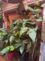 Diverse begonia’s, Ophalen, Overige soorten, Minder dan 100 cm