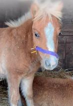 Shetlander Veulen, Dieren en Toebehoren, Pony's, 0 tot 2 jaar, Hengst, A pony (tot 1.17m), Onbeleerd