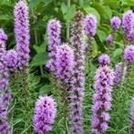 Zaden lampenpoetser roze (Liatris spicata), Ophalen of Verzenden, Gehele jaar, Volle zon, Zaad