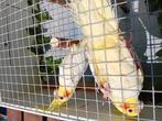 Valkparkieten 2 stuks 40 €, Dieren en Toebehoren, Vogels | Overige Vogels, Meerdere dieren, Tropenvogel, Geringd