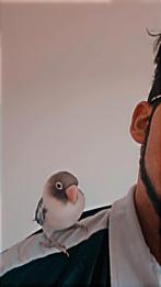 Weggevlogen vogel asten someren deurne, Dieren en Toebehoren, Vogels | Kanaries