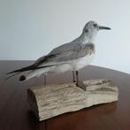 Opgezette meeuw, Verzamelen, Dierenverzamelingen, Ophalen of Verzenden, Nieuw, Vogel, Opgezet dier