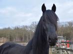 Friese ruin van 3 jaar, Dieren en Toebehoren, Paarden, Met stamboom, Ruin, Dressuurpaard, 3 tot 6 jaar