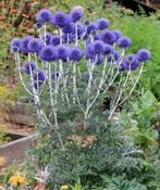 Echinops kogeldistel, vaste plant, sierplant, tuinplant, Tuin en Terras, Halfschaduw, Zomer, Vaste plant, Bodembedekkers