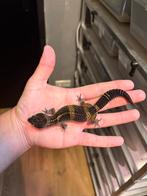 1.0 pure black night luipaardgekko, Dieren en Toebehoren, Hagedis, 0 tot 2 jaar