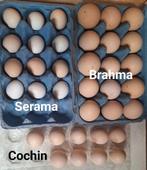 Broedeieren krul! Brahma groot, Cochin kriel, Ayam Serama., Dieren en Toebehoren, Geslacht onbekend, Kip