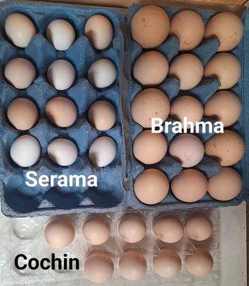 Broedeieren krul! Brahma groot, Cochin kriel, Ayam Serama. beschikbaar voor biedingen