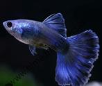 Blue Moscow guppen, Dieren en Toebehoren, Vissen | Aquariumvissen, Vis