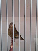 Groenling pop en man, Ophalen of Verzenden