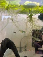 Groene Tetra’s, Dieren en Toebehoren, Vissen | Aquariumvissen, Vis, Zoetwatervis, Schoolvis
