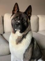 Amerikaanse Akita Dekreu, Dieren en Toebehoren, Honden | Dekreuen, Reu, 1 tot 2 jaar, CDV (hondenziekte), Eén hond