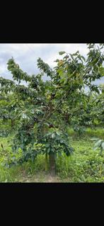 Kersenbomen te koop nu bestellen november op te halen, Tuin en Terras, Planten | Fruitbomen, Ophalen, Lente