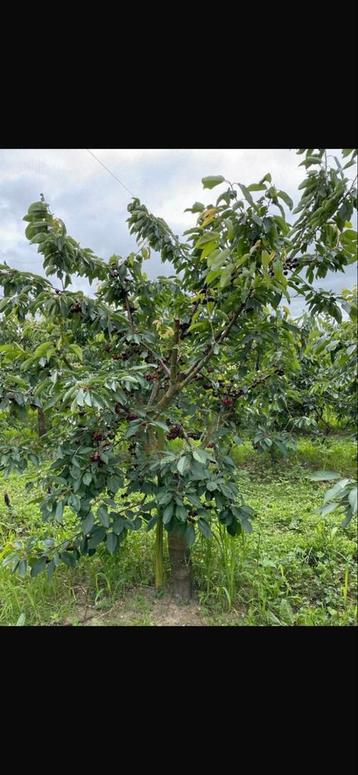 Kersenbomen te koop nu bestellen november op te halen beschikbaar voor biedingen