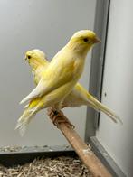 Waterslager Kanarie Poppen 0-4, Dieren en Toebehoren, Vogels | Kanaries, Vrouwelijk, Kleurkanarie