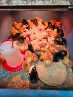 kuikens te koop, Meerdere dieren, Kip