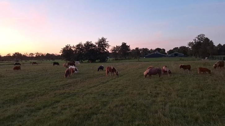 Winter/zomerweide gezocht!, Dieren en Toebehoren, Stalling en Weidegang, Weidegang, 4 paarden of pony's of meer