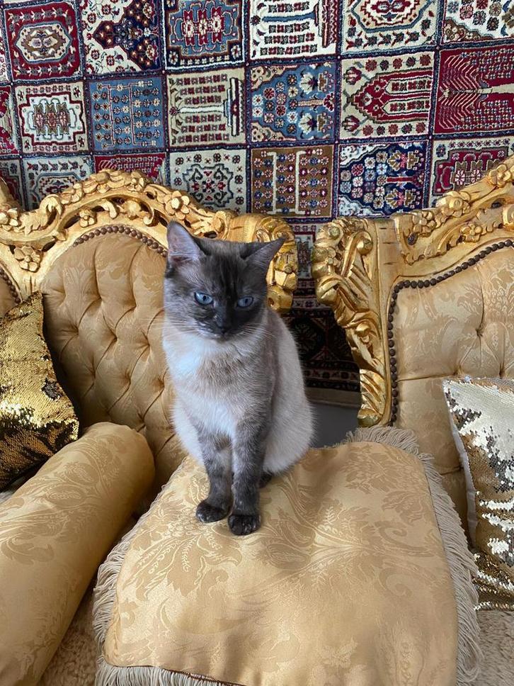 Lieve Siamees poes, Dieren en Toebehoren, Katten en Kittens | Raskatten | Korthaar, Poes, 0 tot 2 jaar