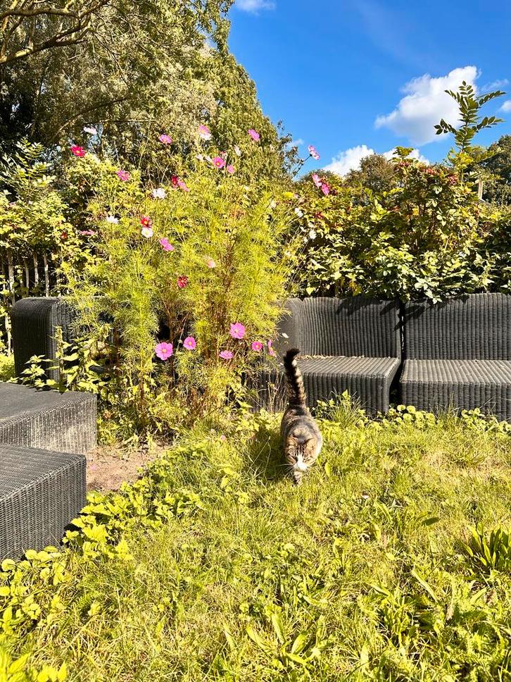 Tuinman/vrouw gezocht, Diensten en Vakmensen, Tuinmannen en Stratenmakers, Hekwerk of Schuttingen, Tuinonderhoud of Snoeiwerk